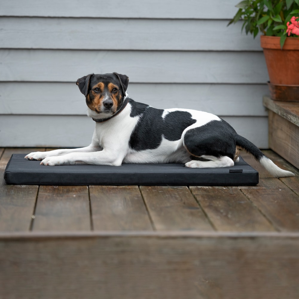 Dog mattress   traxx®