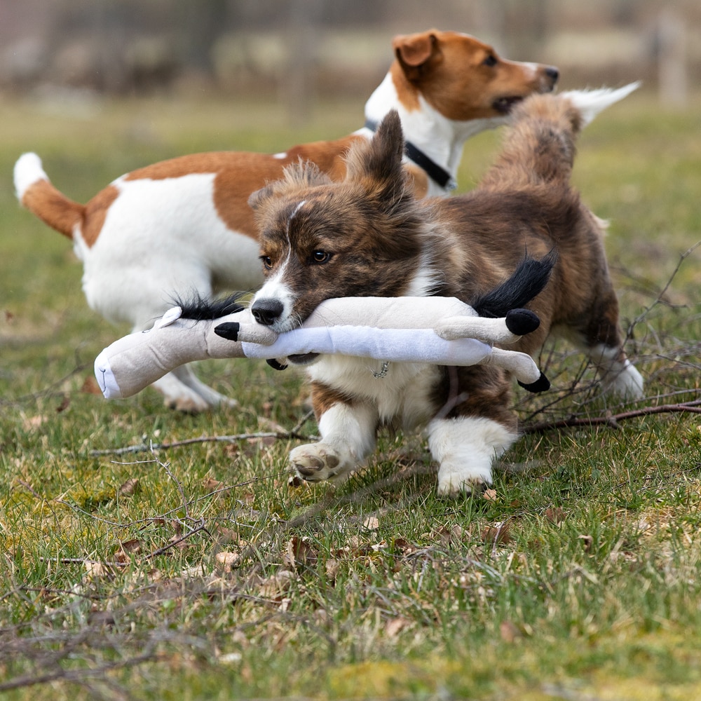 Dog toy  Horse traxx®