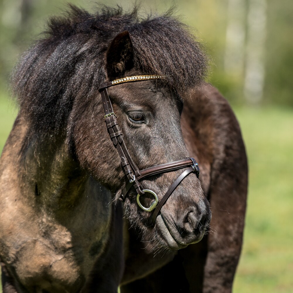 Icelandic bridle  Hafnir Fairfield®