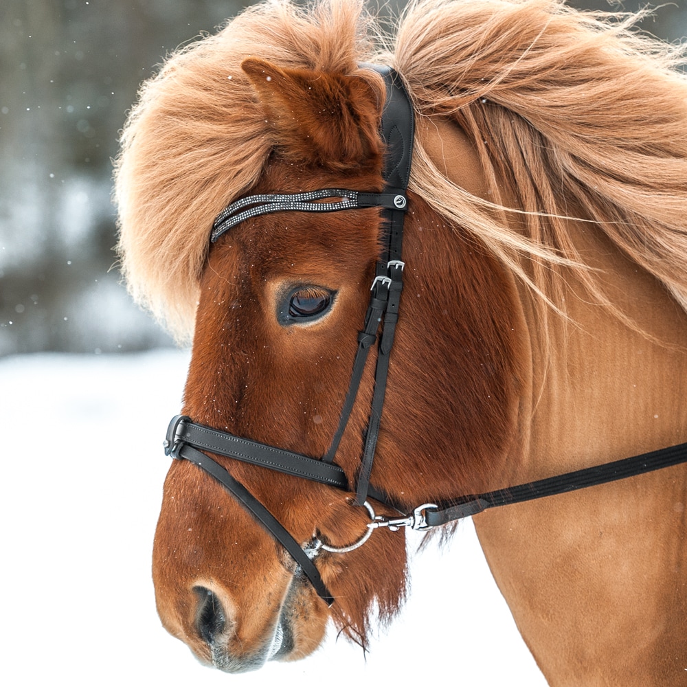 Bridle   Fairfield®