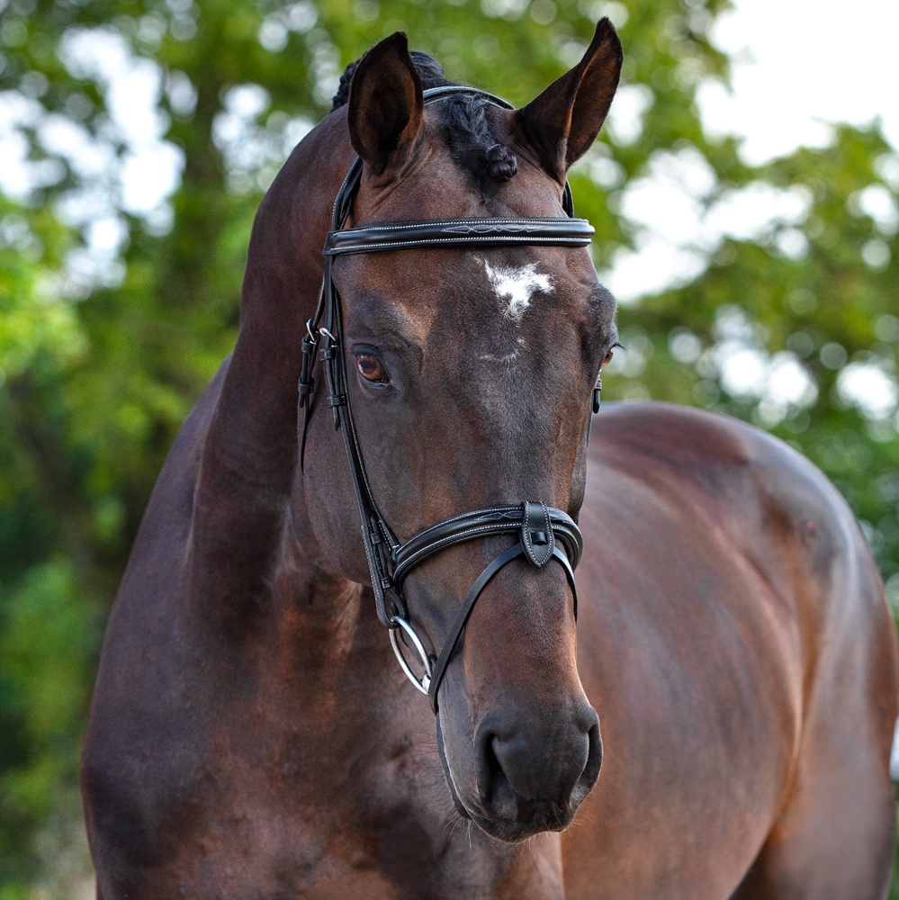 Combined noseband bridle  Winford Fairfield®