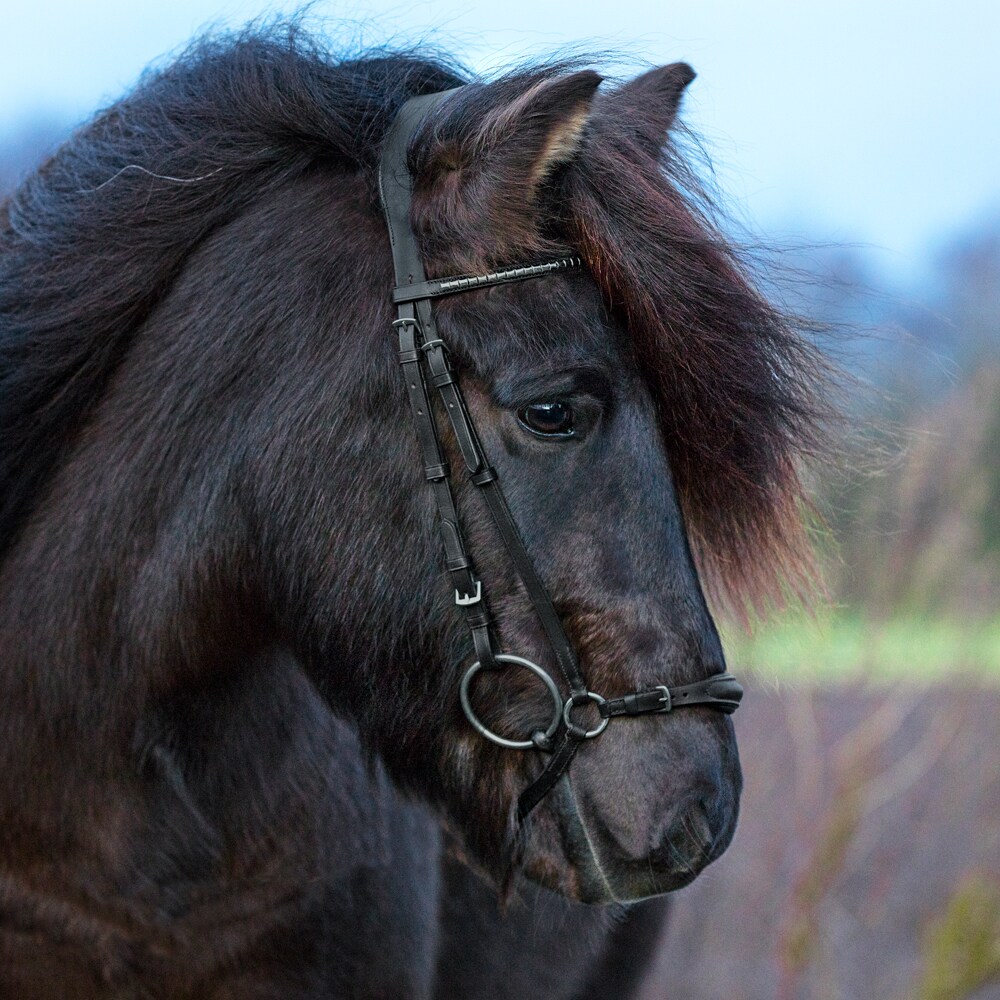 Icelandic bridle  Stadur Fairfield®