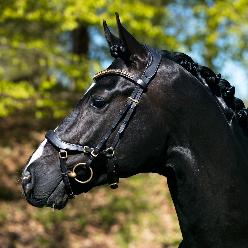 Bridles  Chester Fairfield®