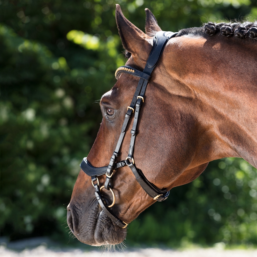 Bridles  Chester Fairfield®