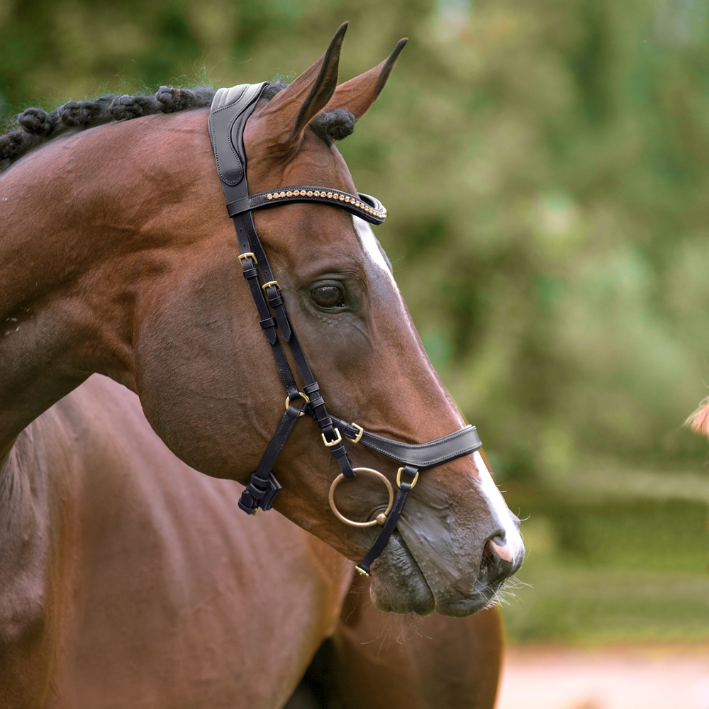 Bridles  Chester Fairfield®