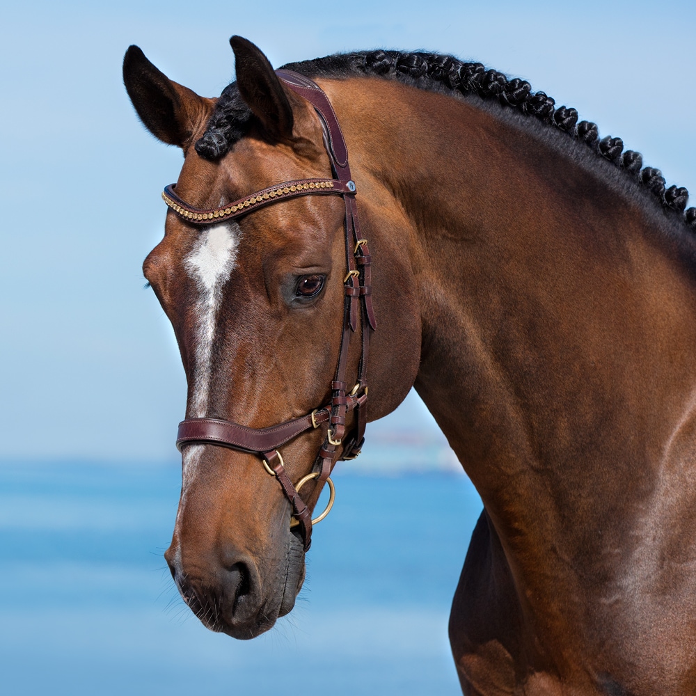 Bridles  Chester Fairfield®