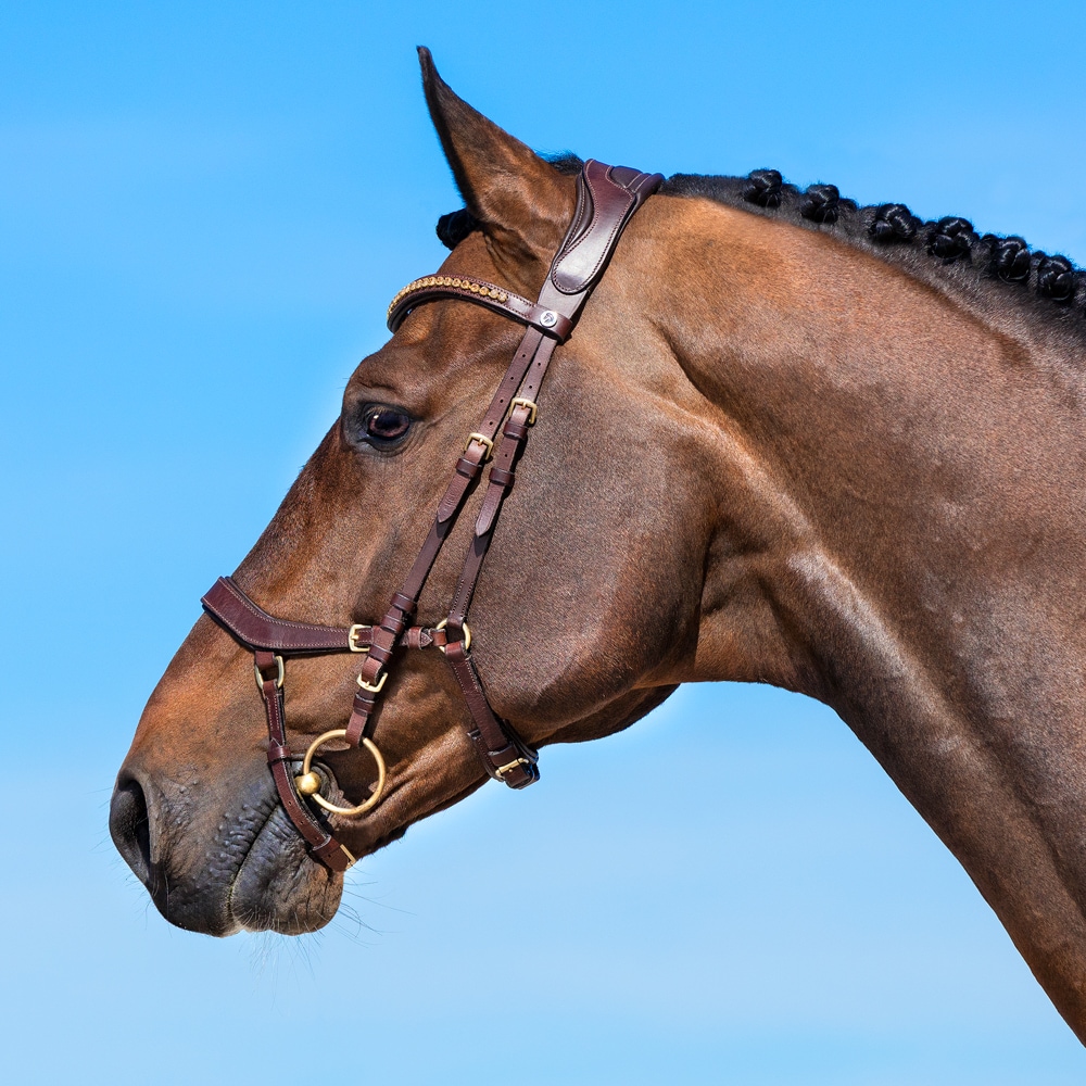 Bridles  Chester Fairfield®