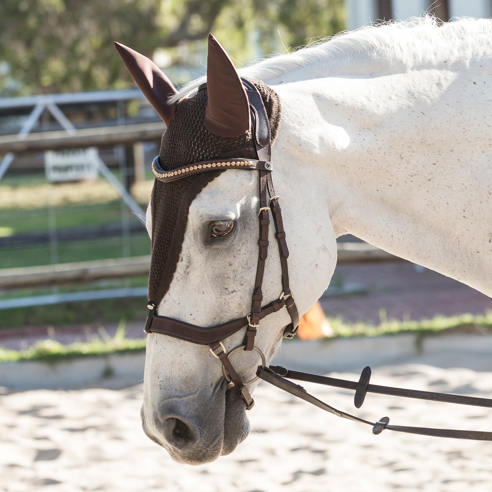 Bridles  Chester Fairfield®