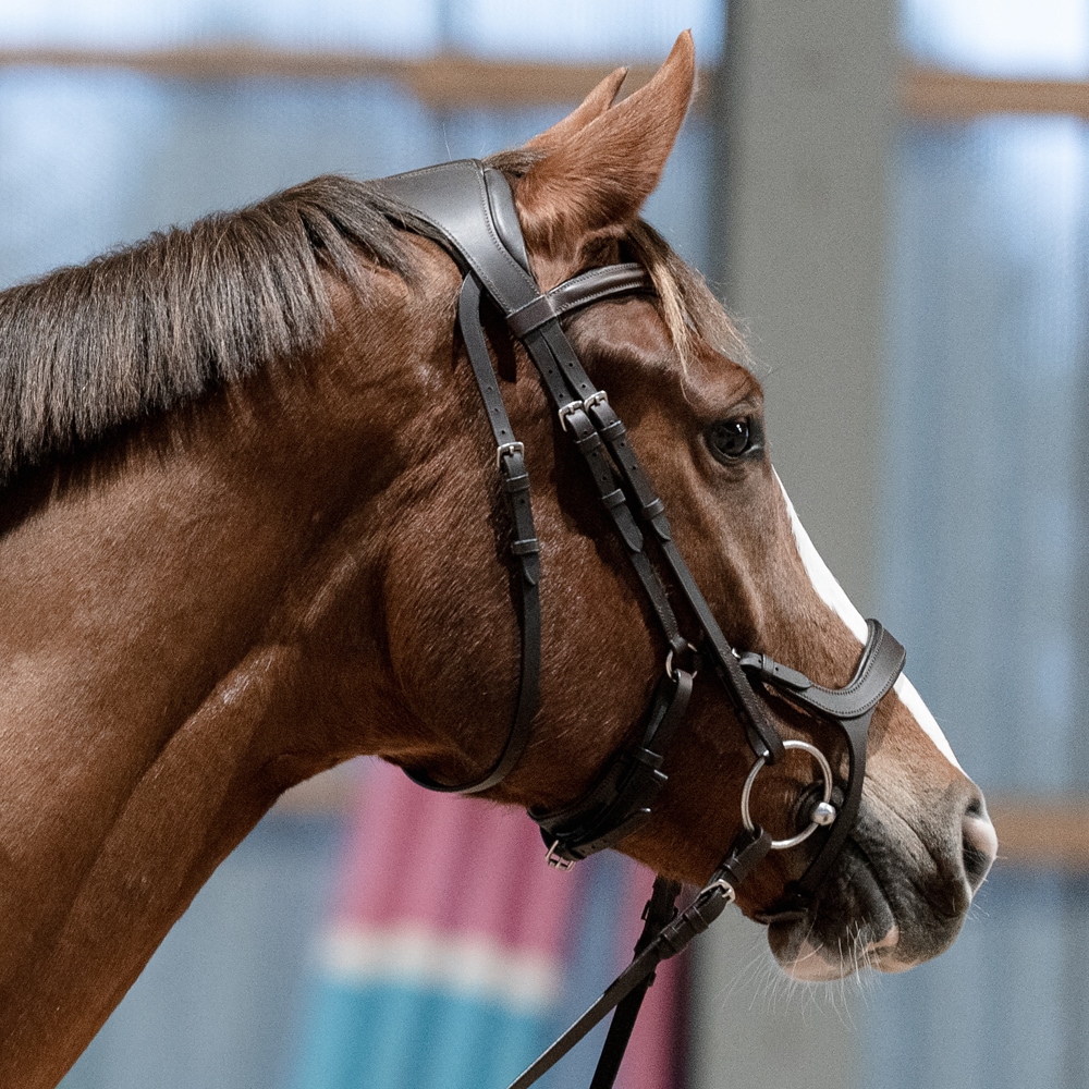 Bridles  Ashton Fairfield®