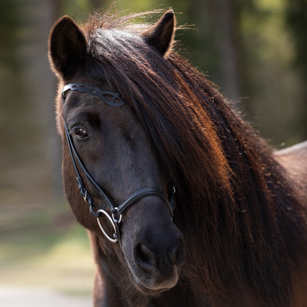 Icelandic bridle  Birkir Fairfield®