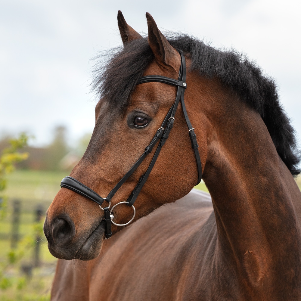 Drop noseband bridle  Falston Fairfield®