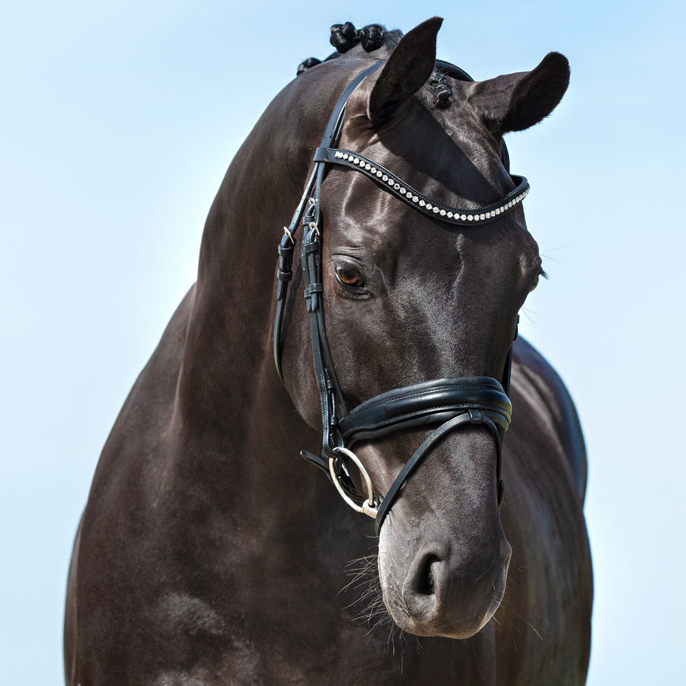 Combined noseband bridle  Halmore Fairfield®