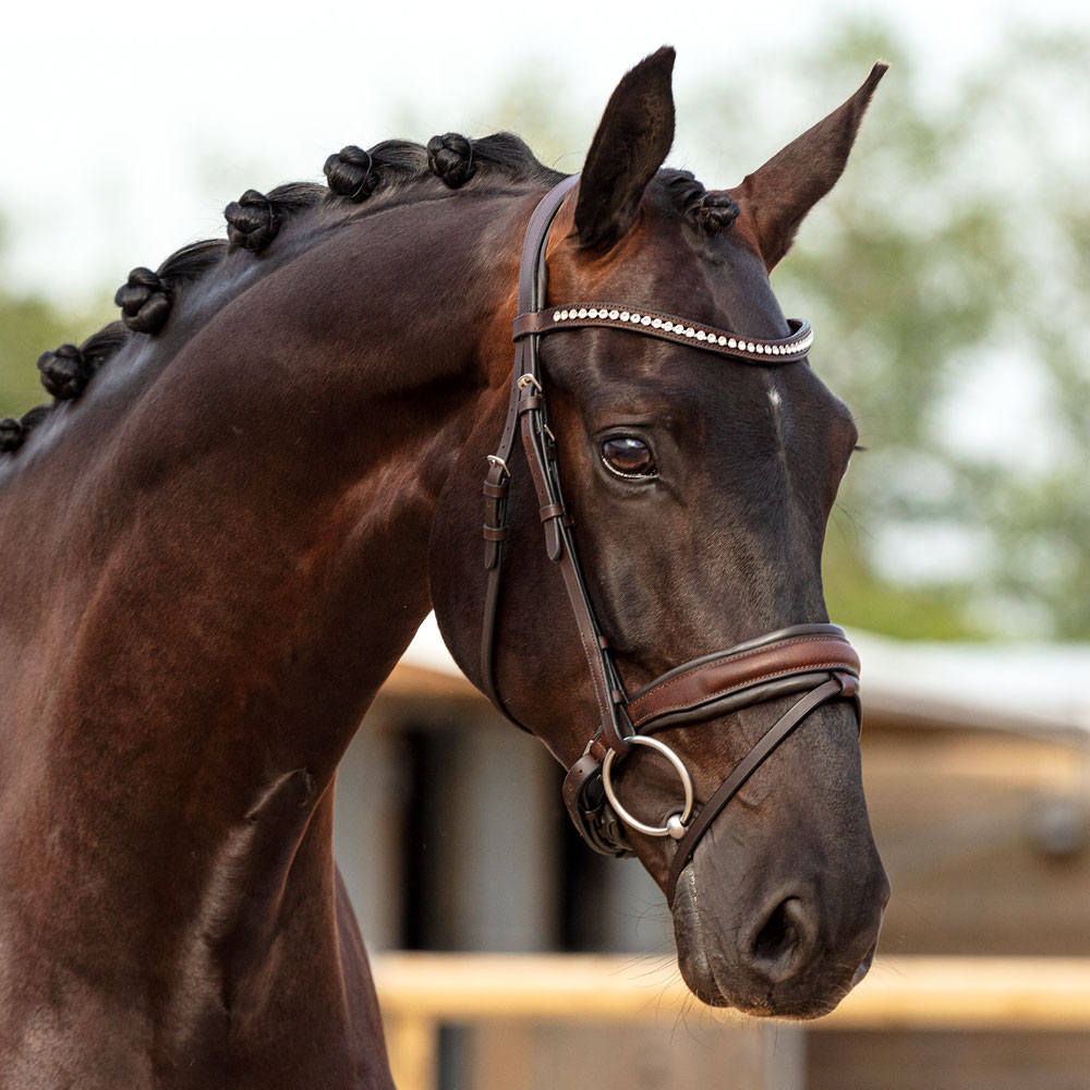Combined noseband bridle  Halmore Fairfield®