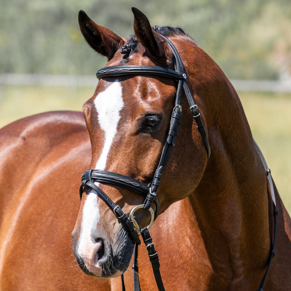 Combined noseband bridle  Stenton Fairfield®