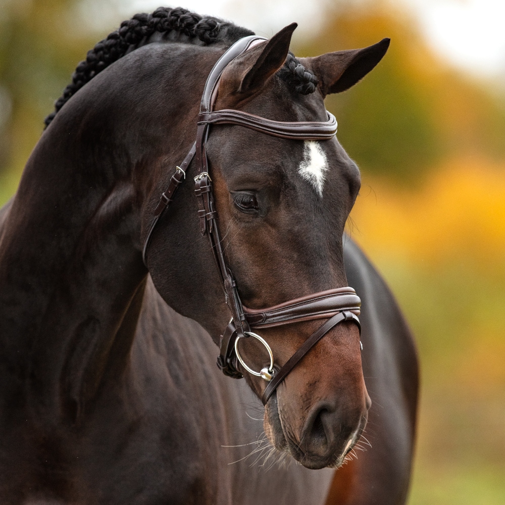 Combined noseband bridle  Neston Fairfield®