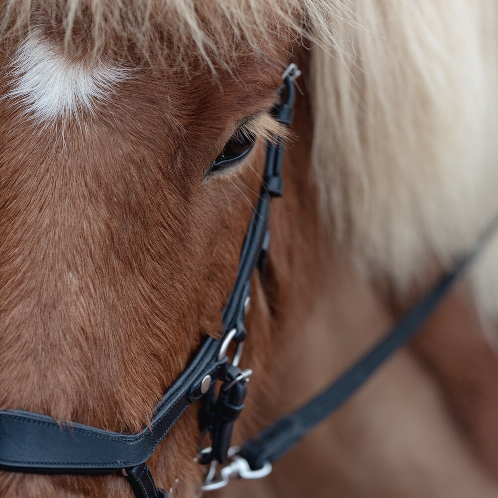 Bridles  Croston Fairfield®