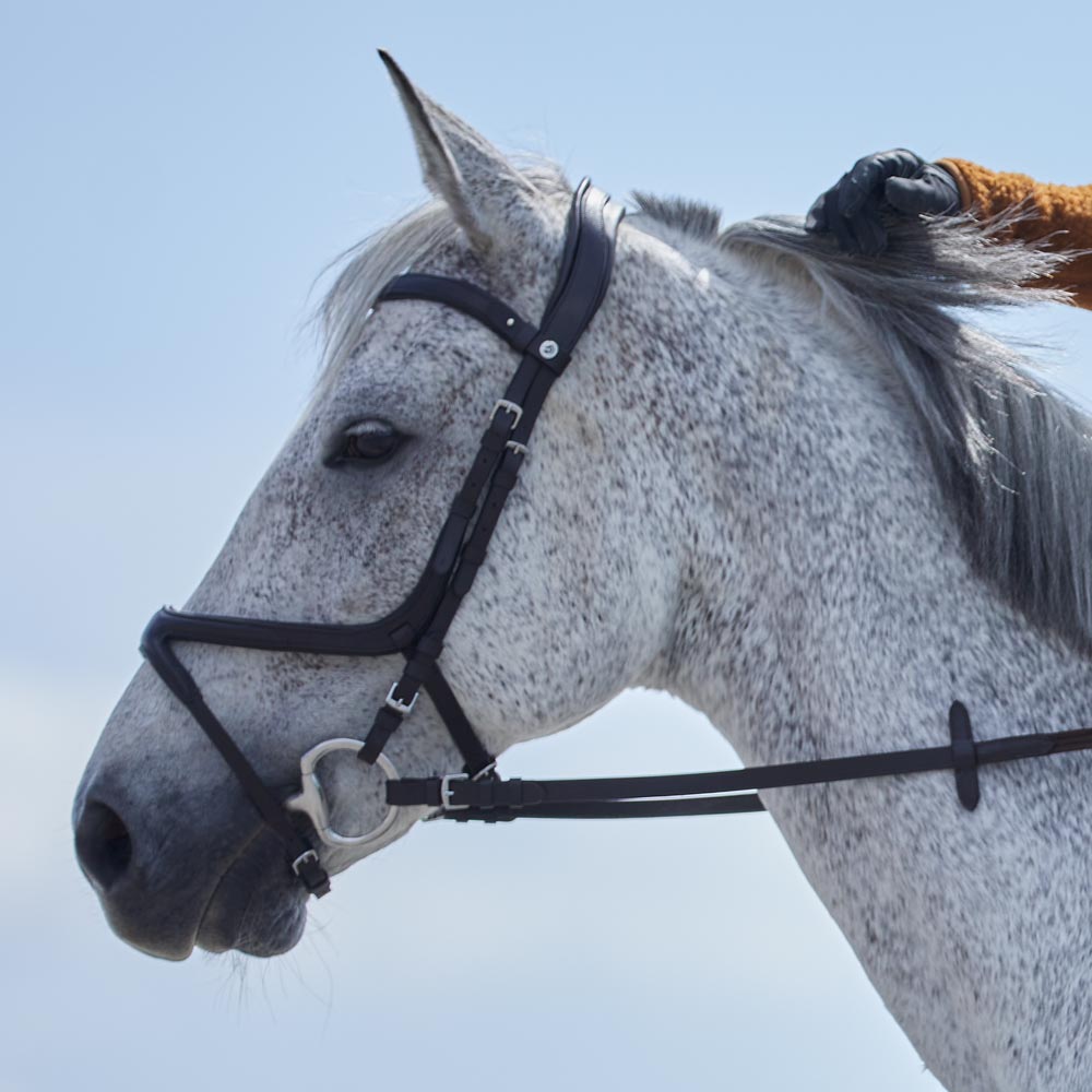Grackle bridle  Necton Fairfield®