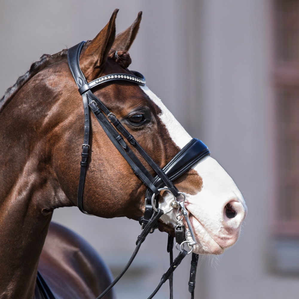 Cavesson bridle  Cavaria JH Collection®