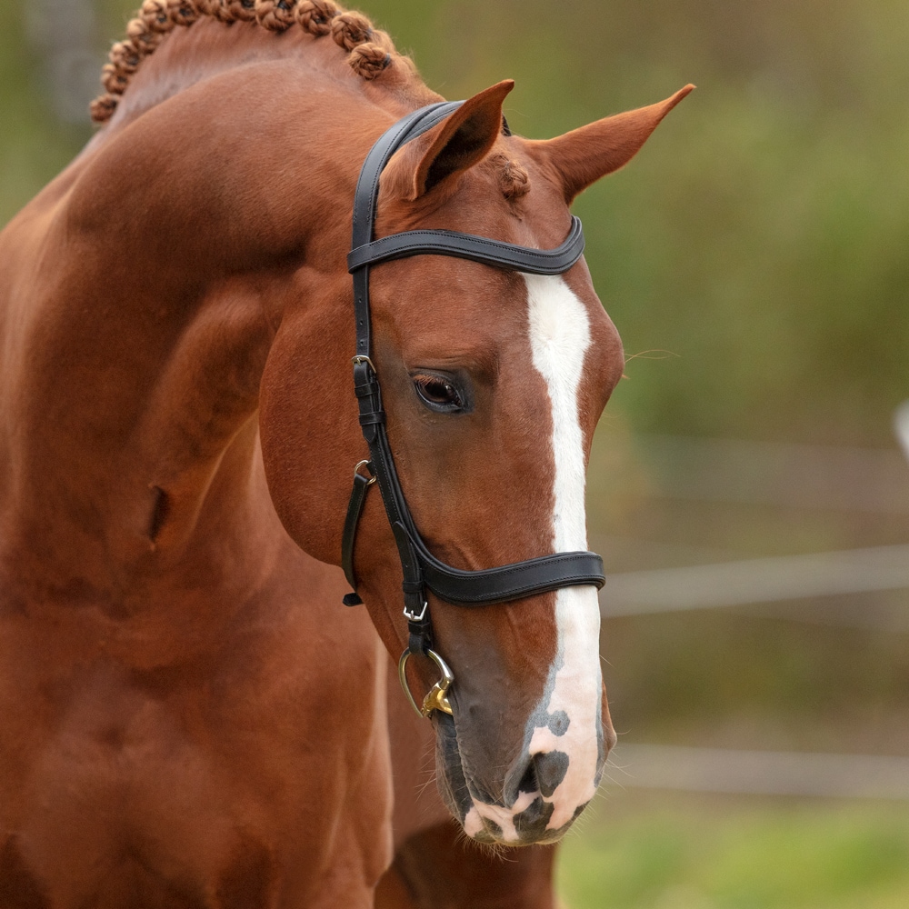 Bridles  Lingus Fairfield®