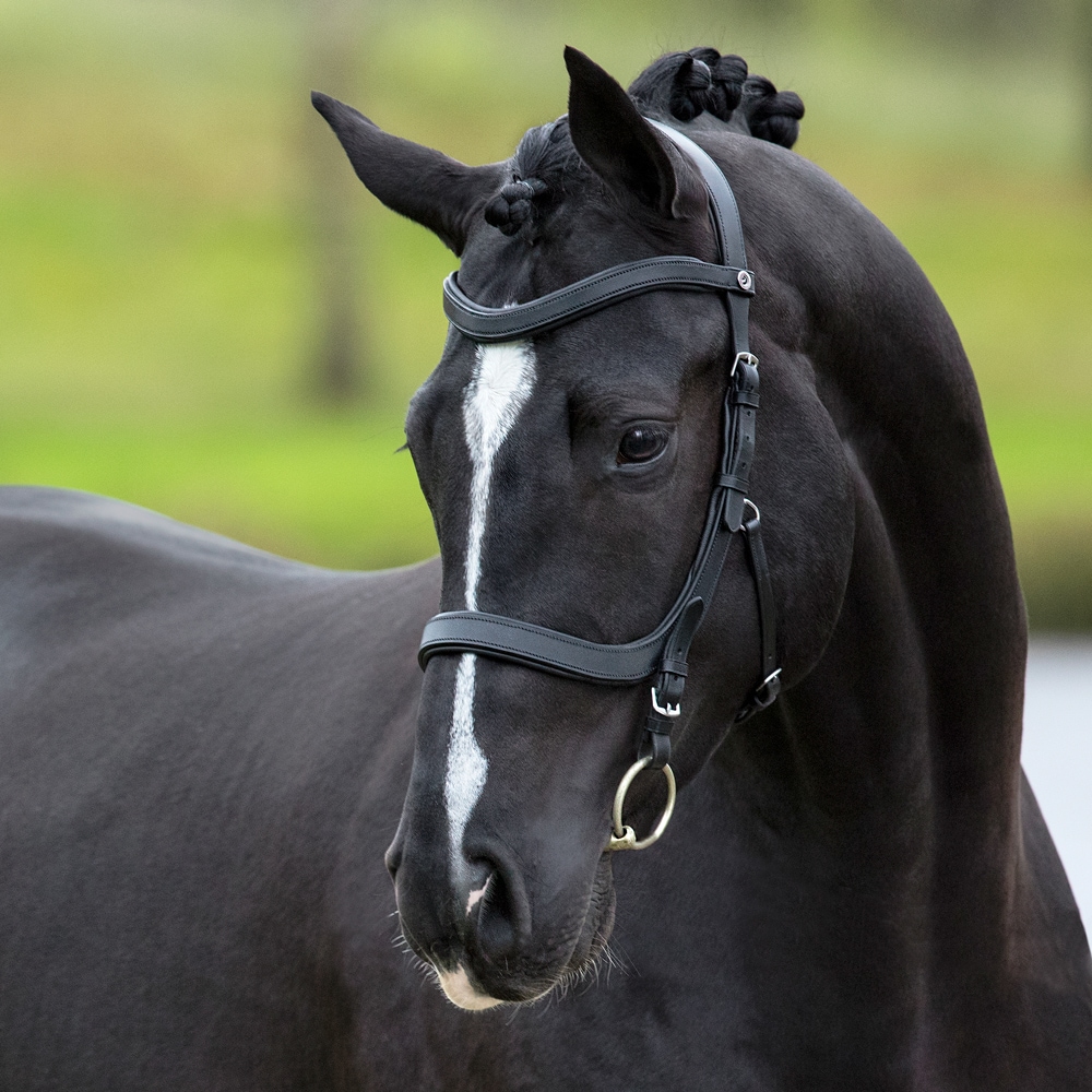 Bridles  Lingus Fairfield®