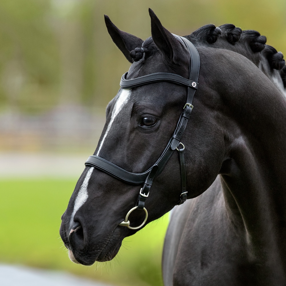 Bridles  Lingus Fairfield®