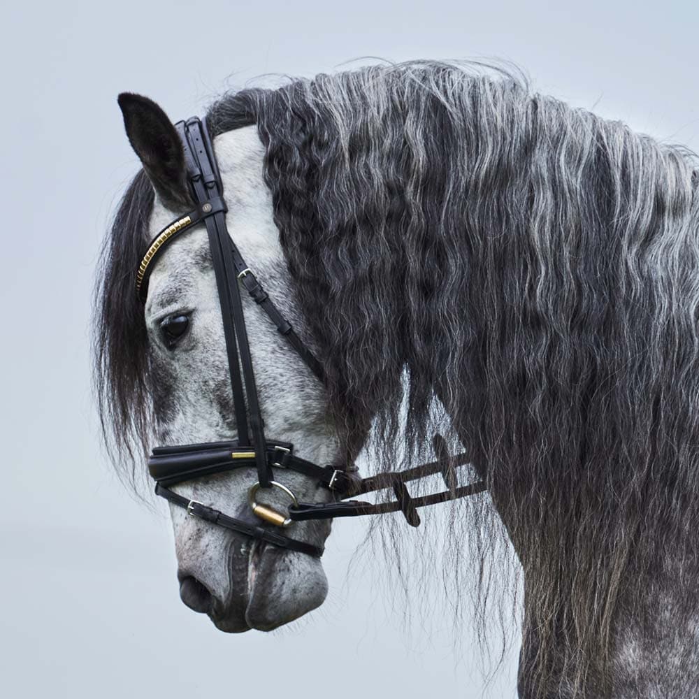 Combined noseband bridle  Carl JH Collection®