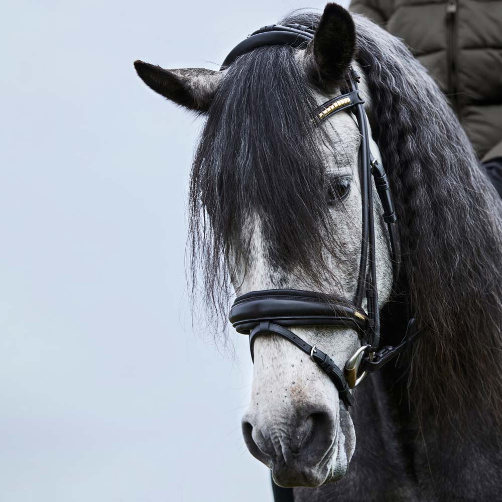 Combined noseband bridle  Carl JH Collection®