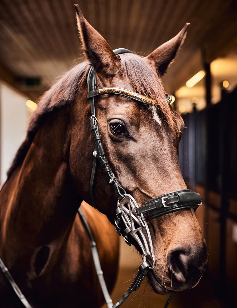 Hackamore bridle  Carl JH Collection®