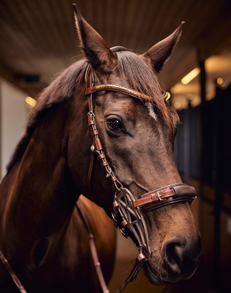 Hackamore bridle  Carl JH Collection®