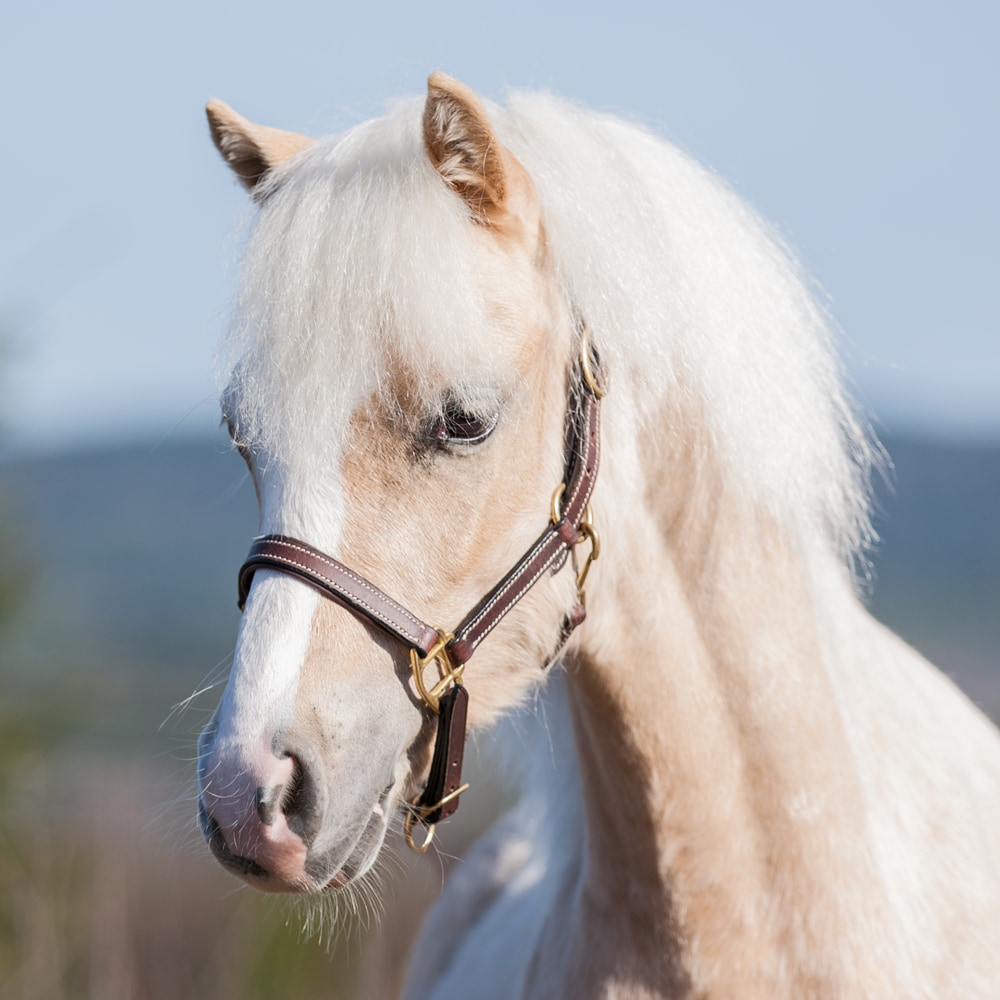 Foal/Shetland halter  Fernville Fairfield®