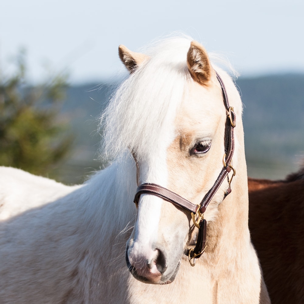 Foal/Shetland halter  Fernville Fairfield®