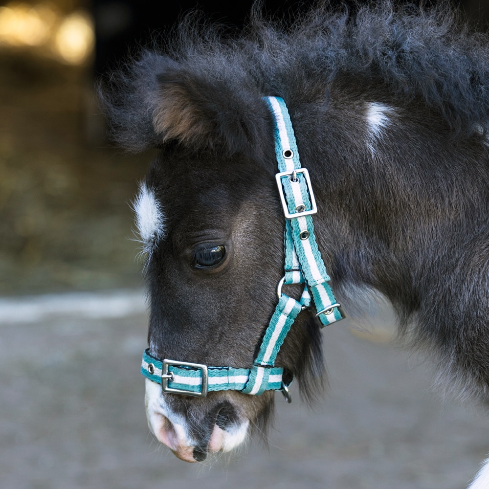 Mini foal halter   Fairfield®
