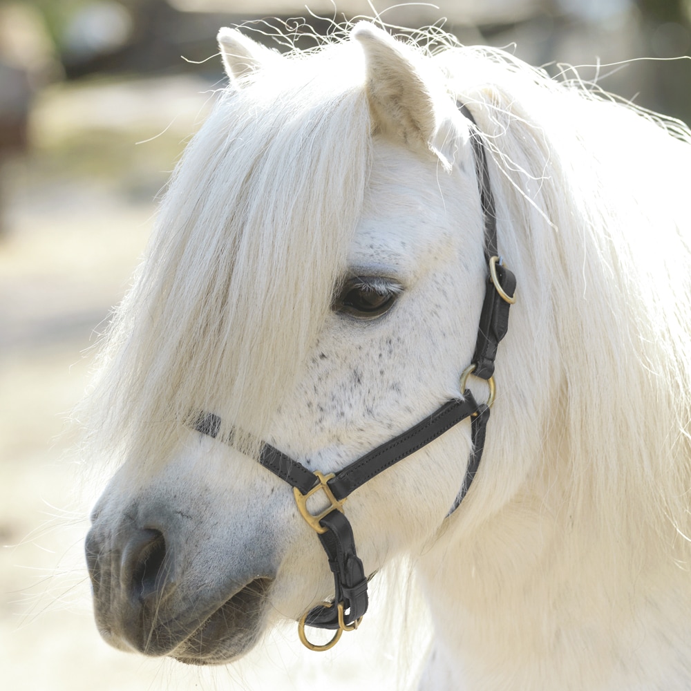 Foal/Shetland halter   Fairfield®