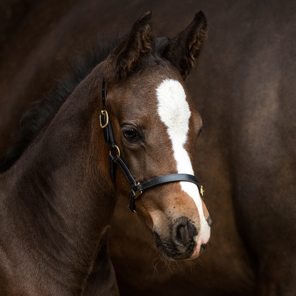 Foal/Shetland halter   Fairfield®