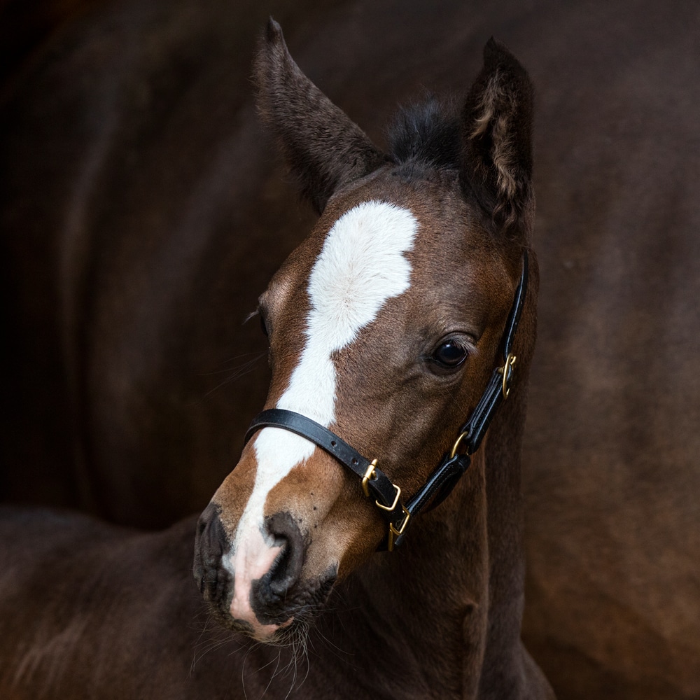 Foal/Shetland halter   Fairfield®