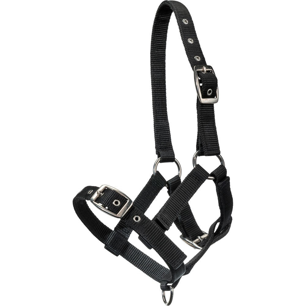 Foal halter   Fairfield®