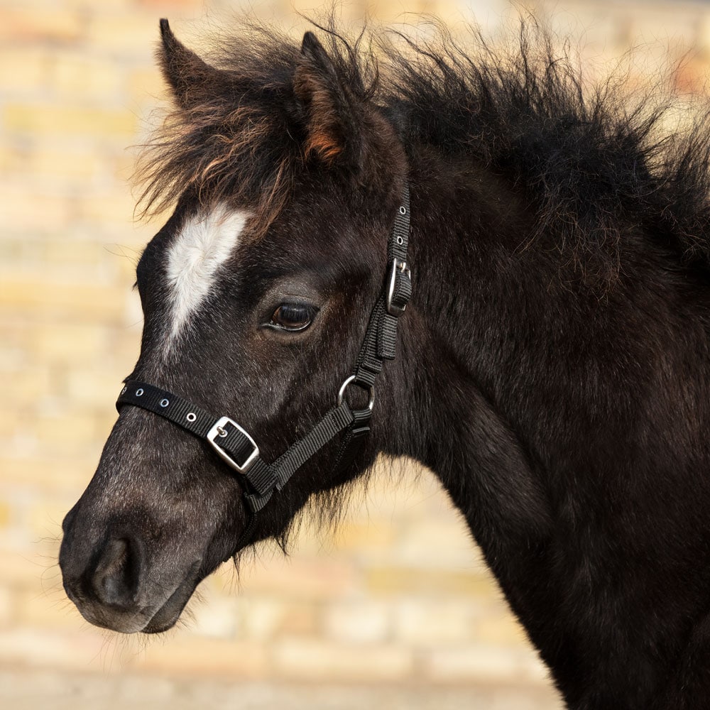 Foal halter   Fairfield®