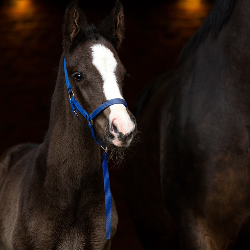 Foal halter   Fairfield®