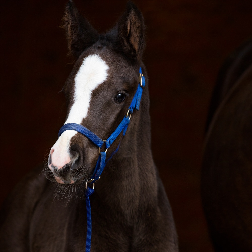 Foal halter   Fairfield®