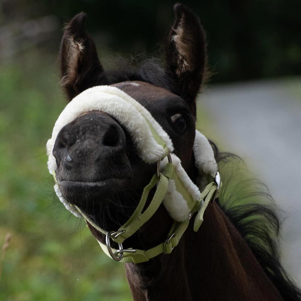 Foal halter   Fairfield®