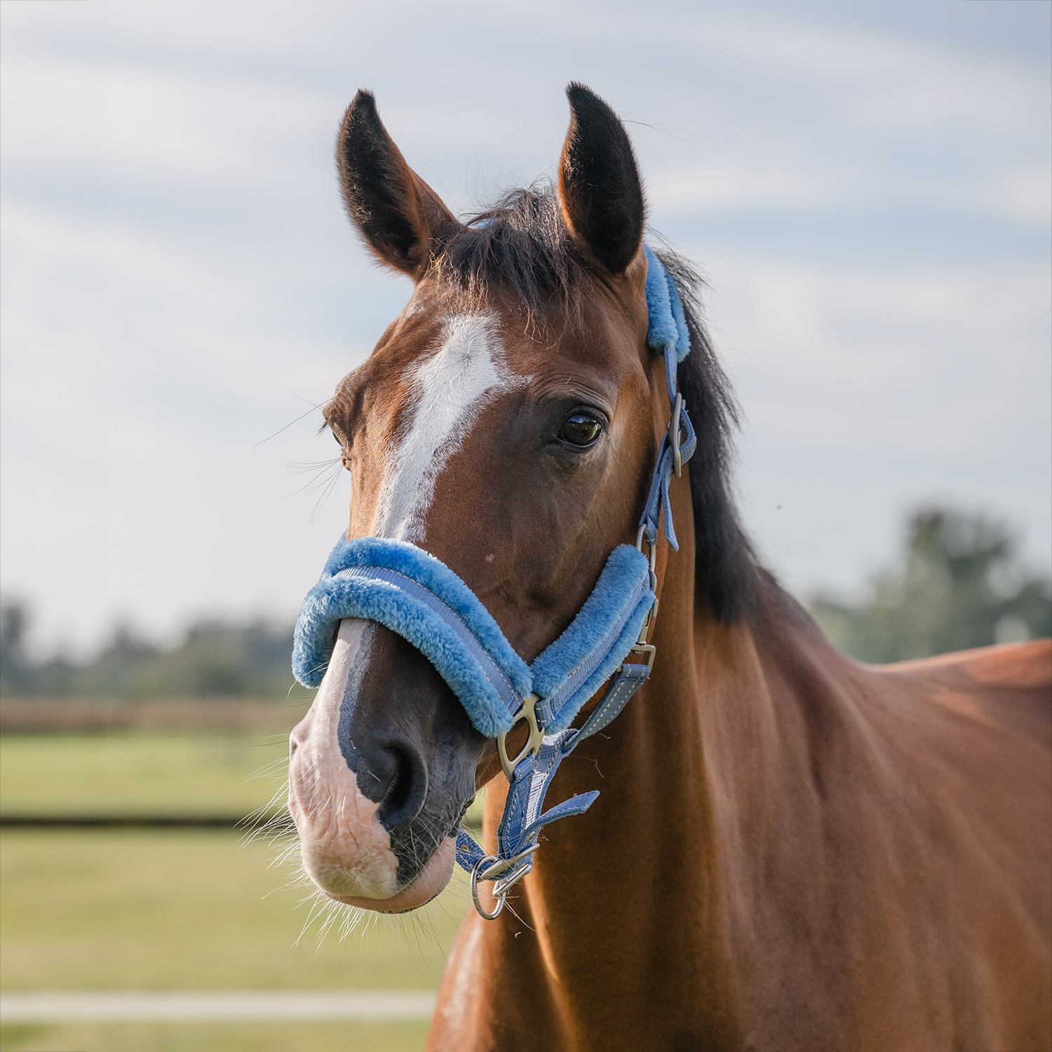 Reflective halter  Hi-Viz Fur Fairfield®