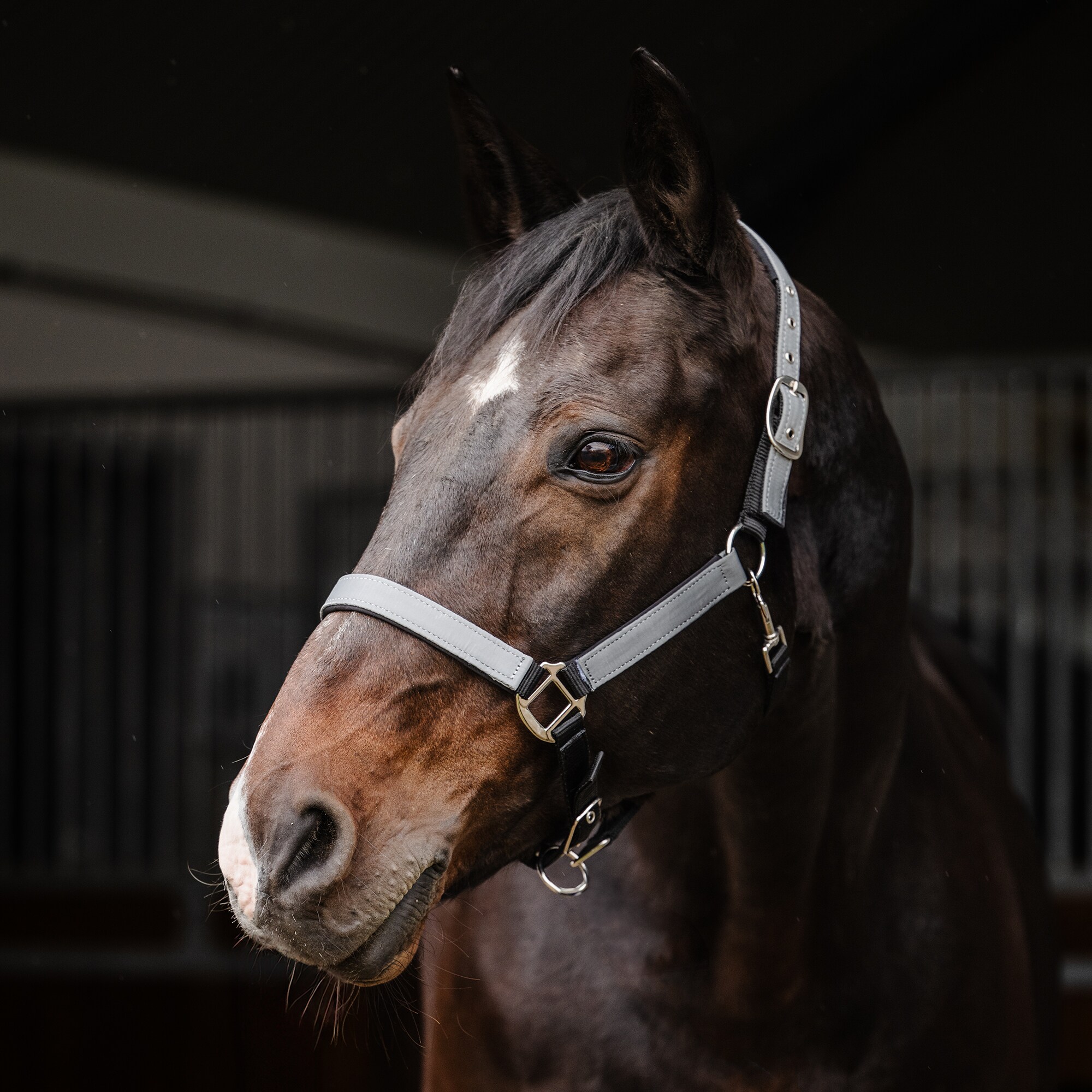 Reflective halter  Retina Fairfield®