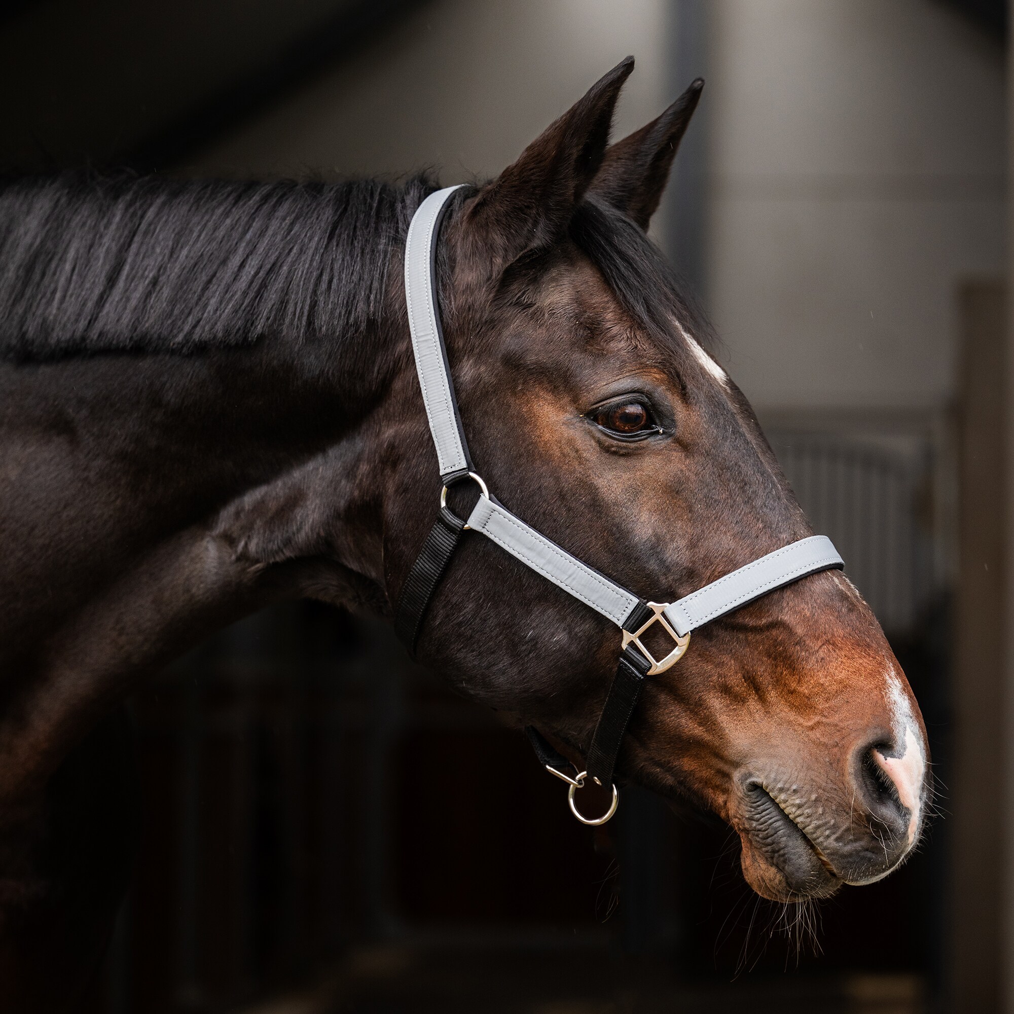 Reflective halter  Retina Fairfield®