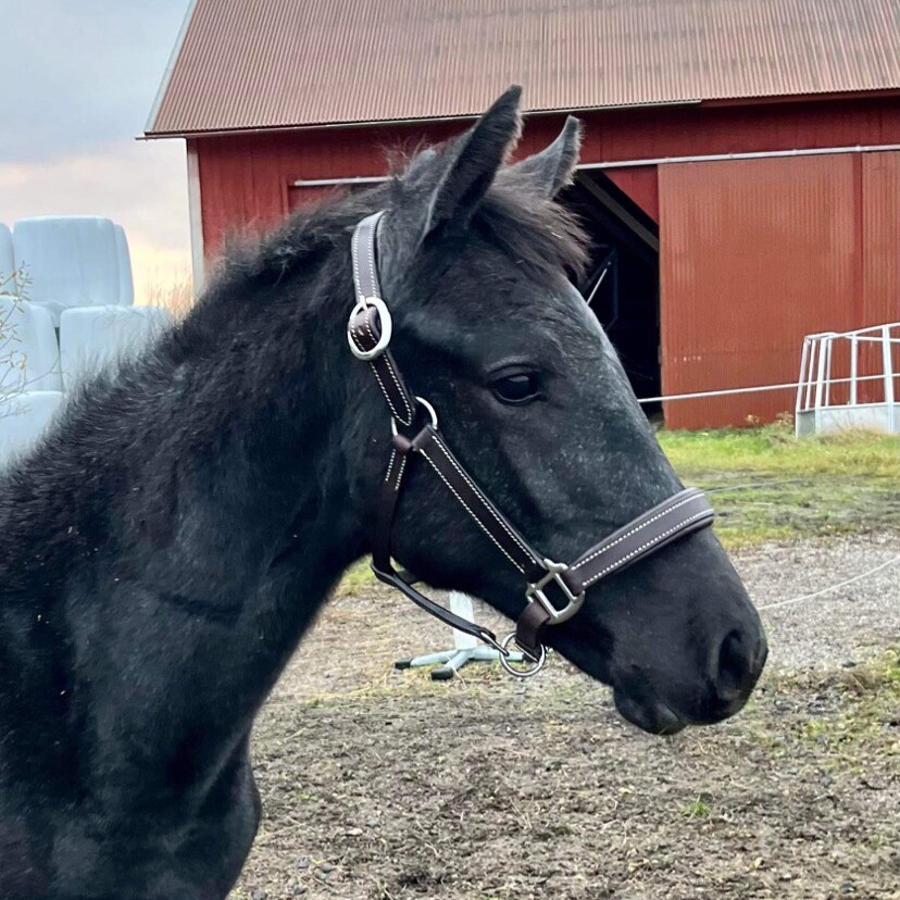 Foal halter  Sherston Fairfield®