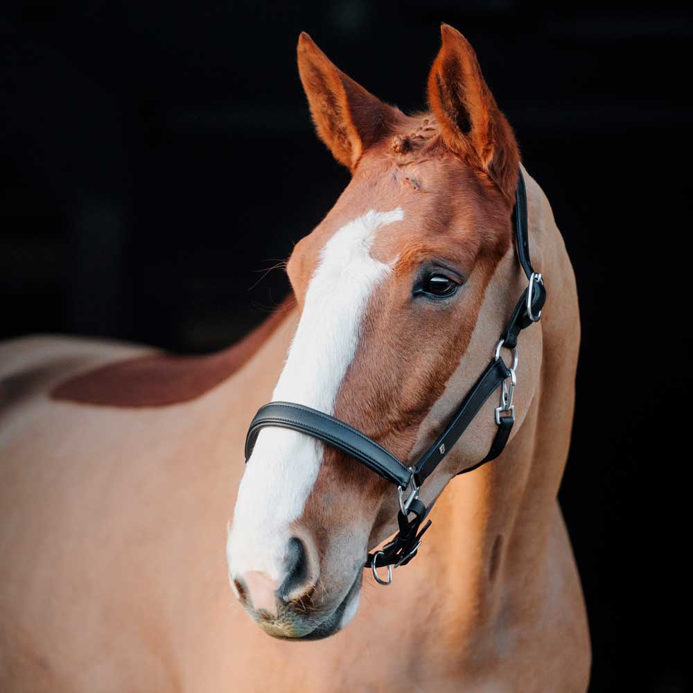 Leather halter  Sherston Fairfield®