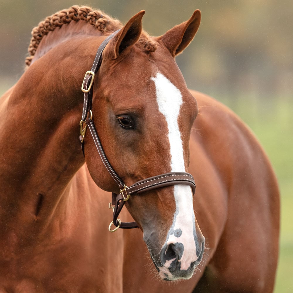 Leather halter  Wilton Fairfield®