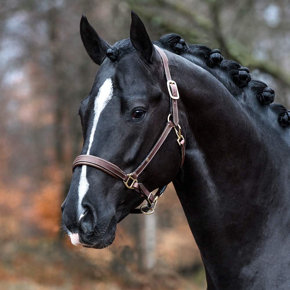 Leather halter  Wilton Fairfield®