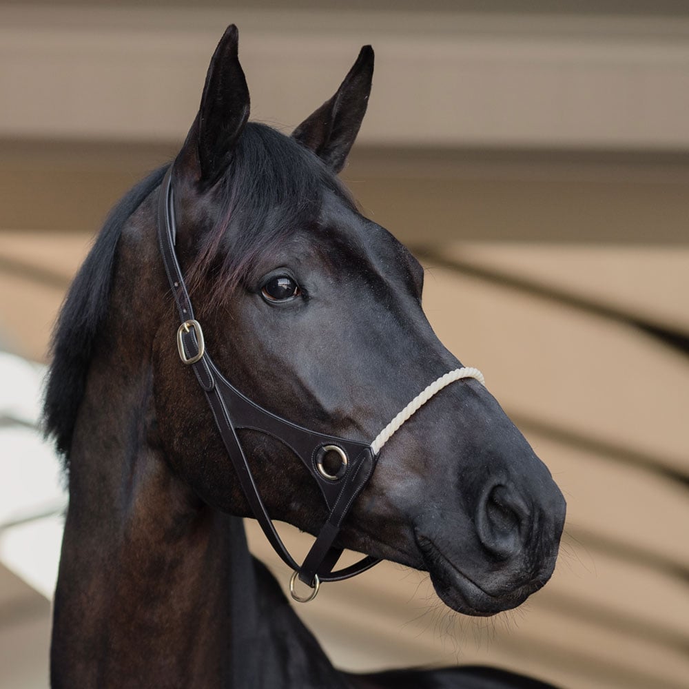 Leather halter  Carl JH Collection®