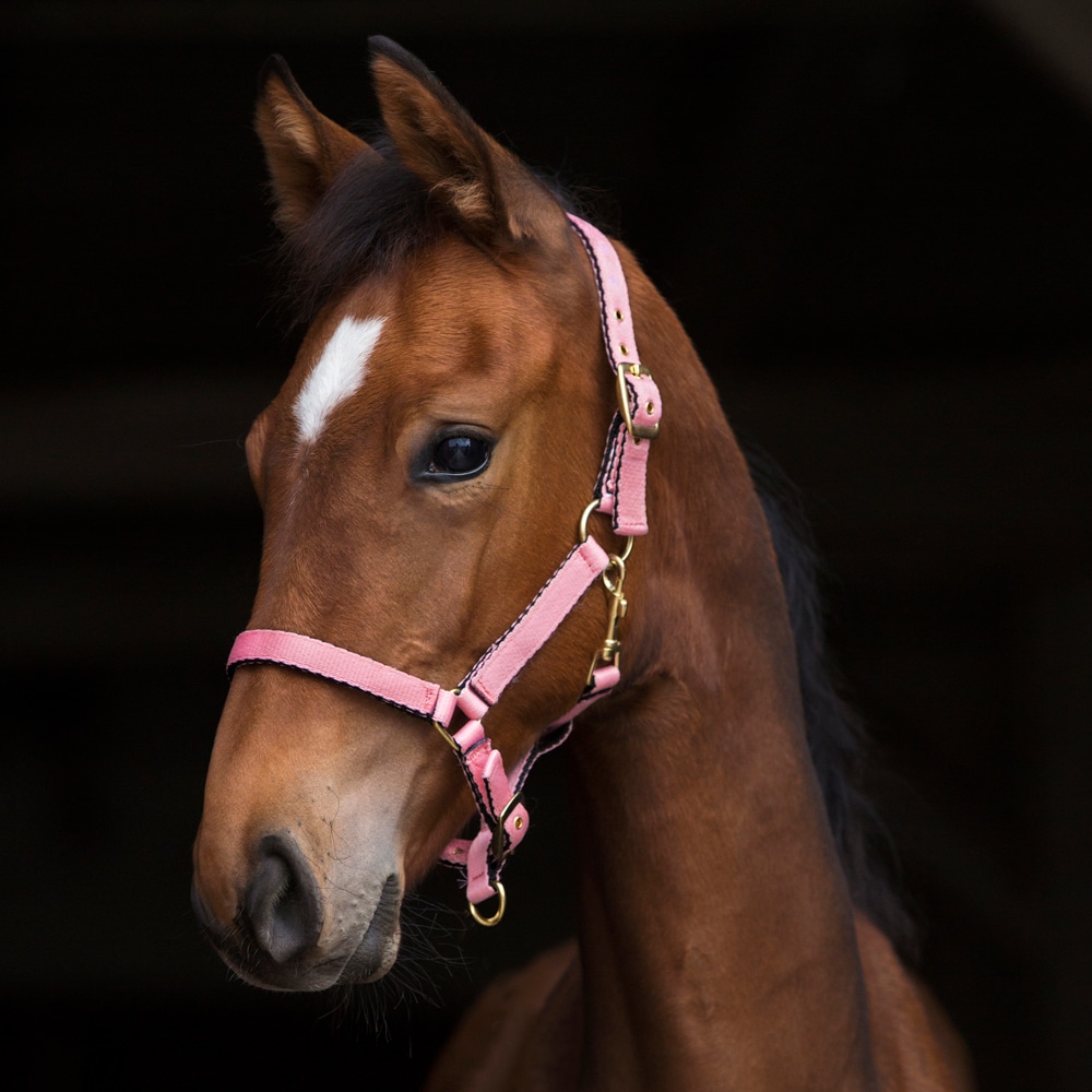 Foal/Shetland halter   Fairfield®