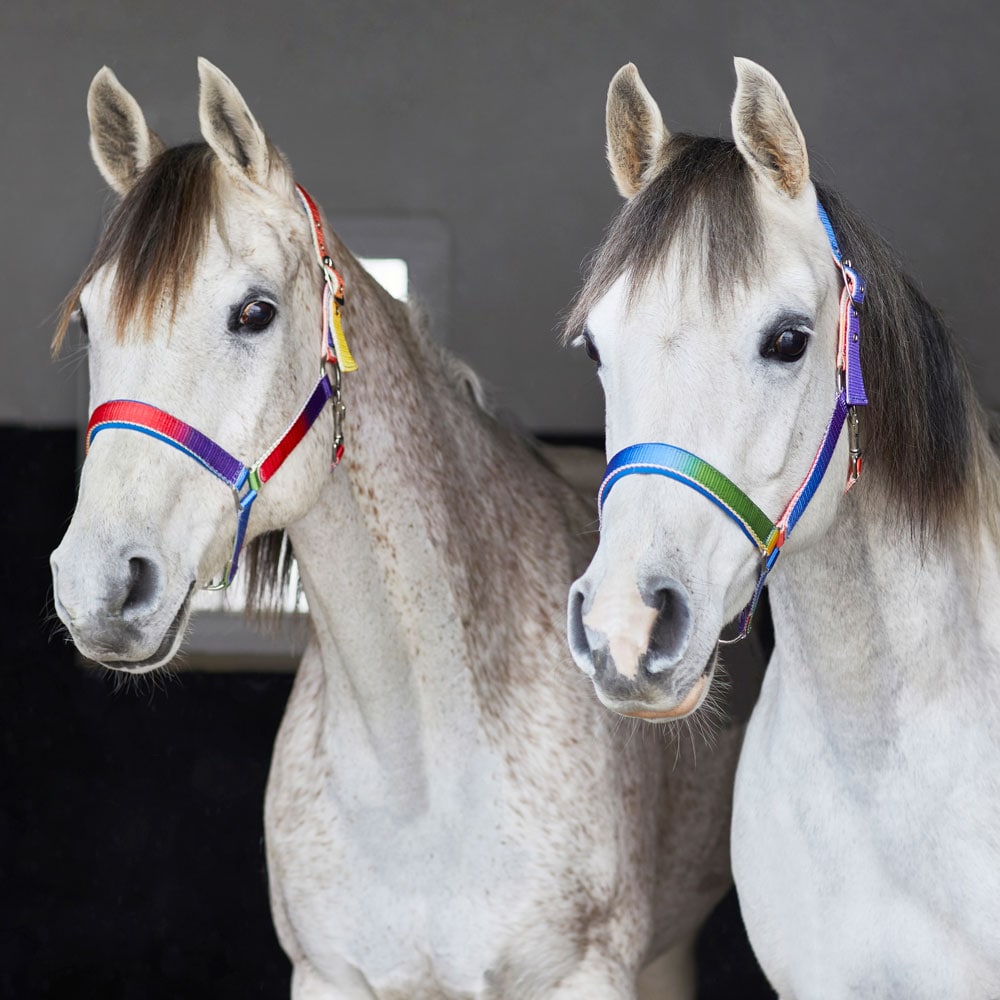 Halter  Rainbow Fairfield®
